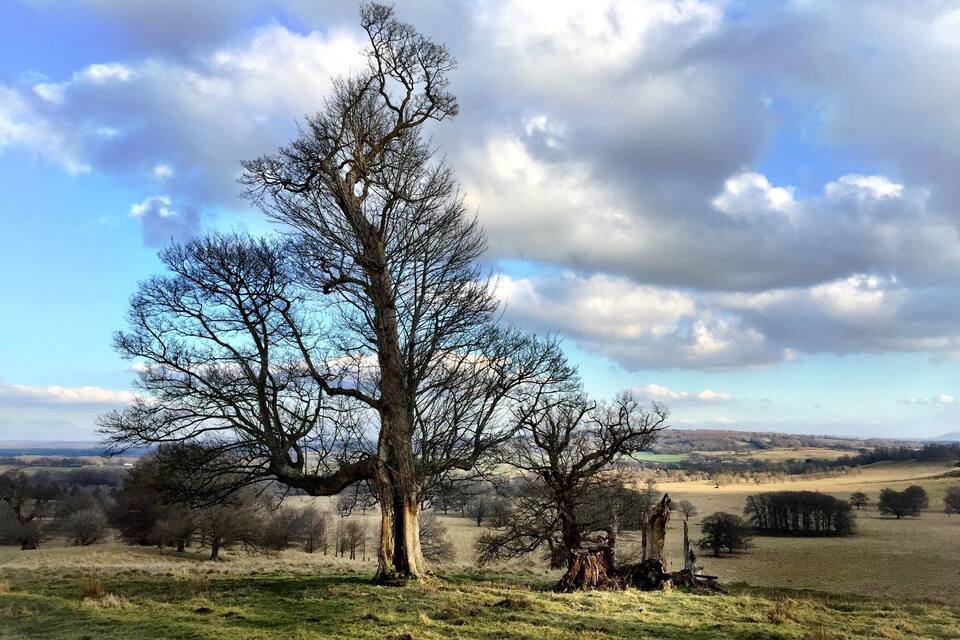 A large leafless tree in a grassy field with a cloudy sky.