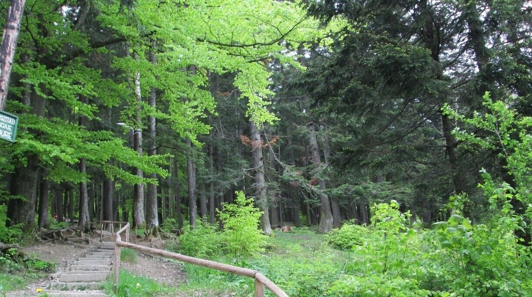 The steps leading to Caraiman Monastery from Busteni. You may also choose to take a cab if steep stairs through nature aren't your forte.