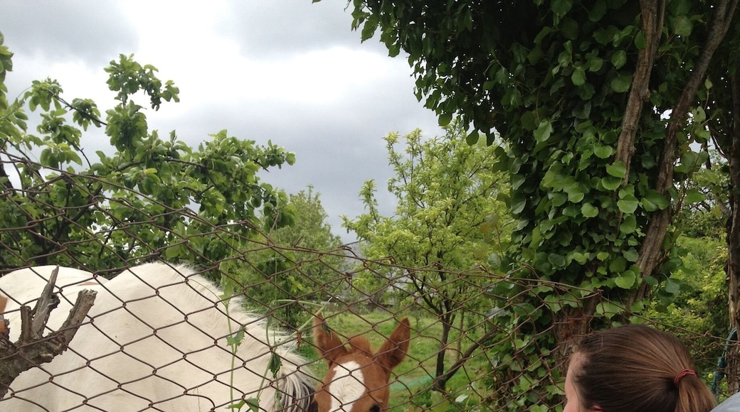 Making some friends along the Camino!