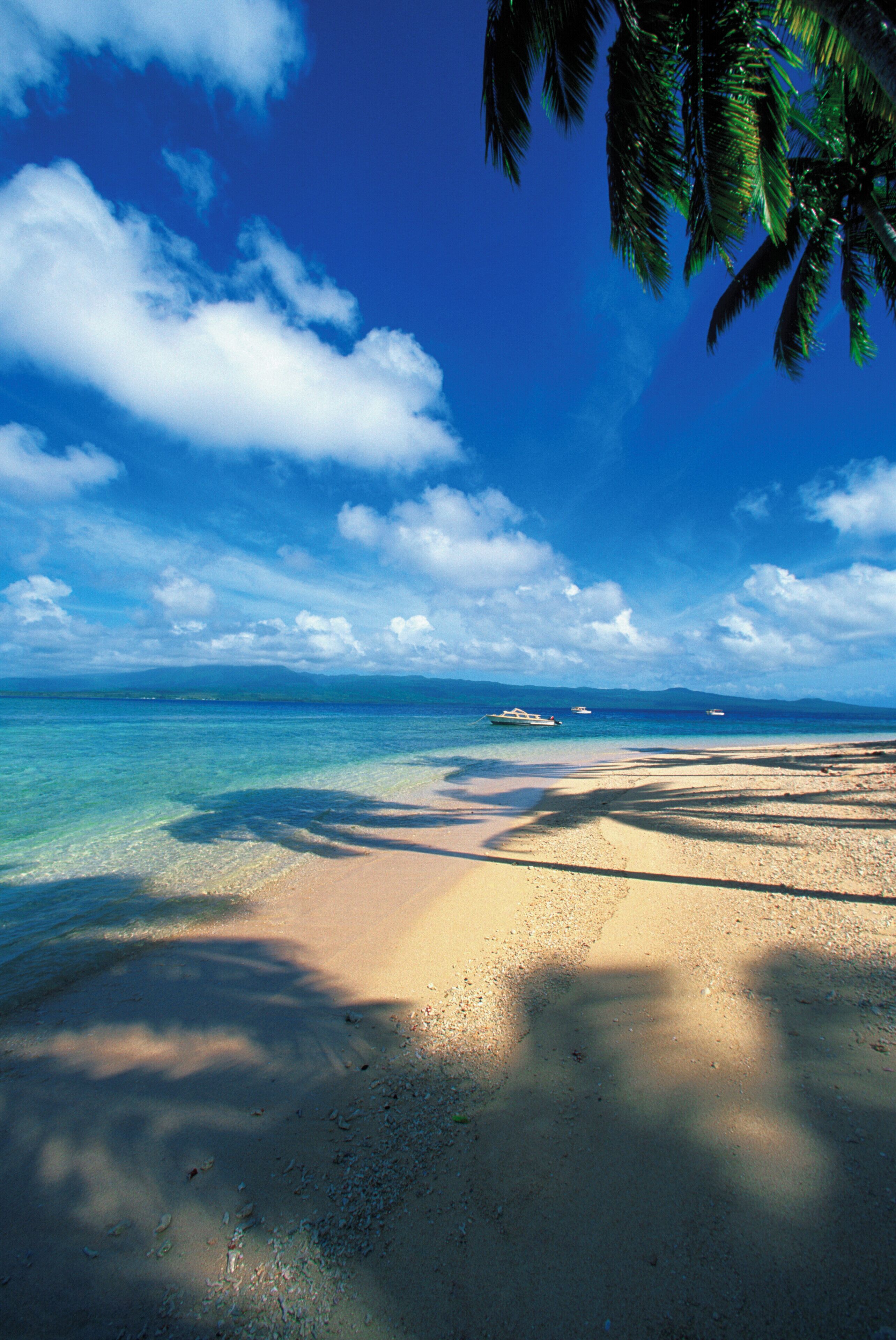A beach with clear turquoise water, a sandy shore, and a palm tree.