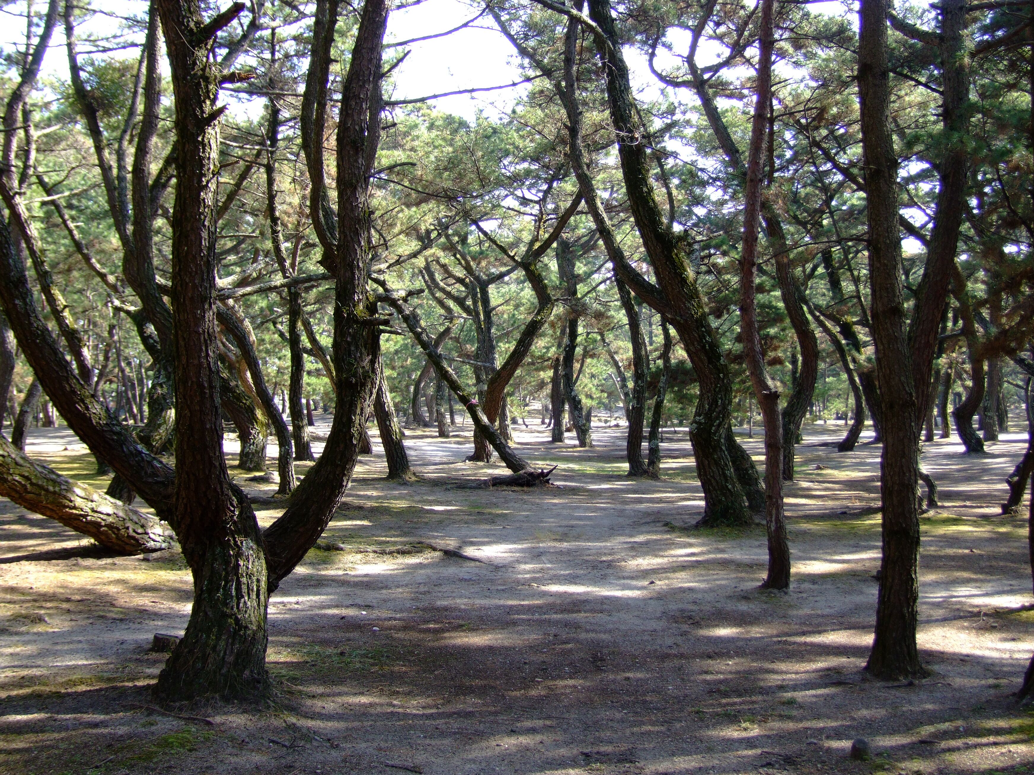 Keinomatsubara Pinus thunbergii forest, Awaji-island.