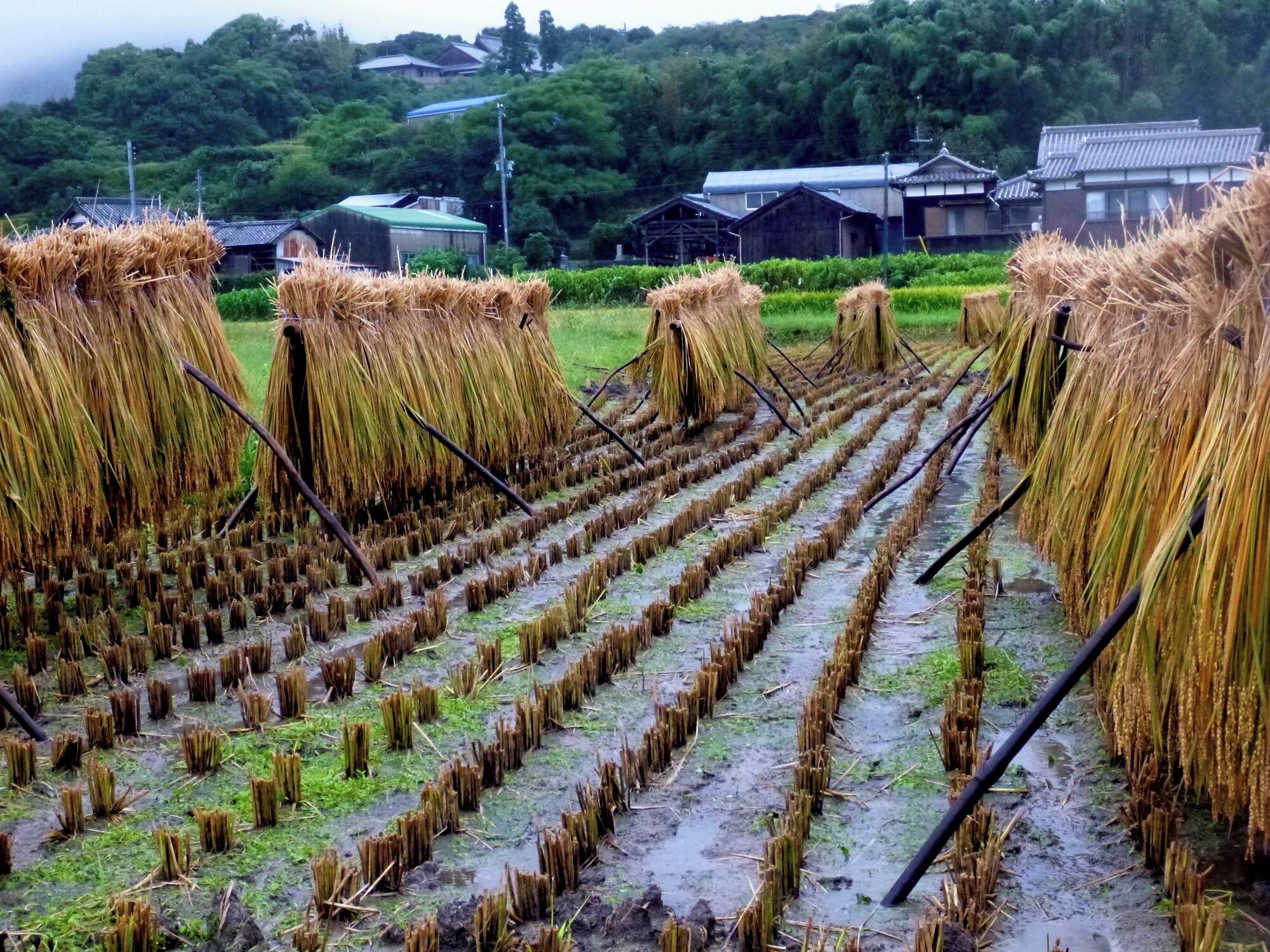 A rice paddy field with rows of young rice plants and hay bales.