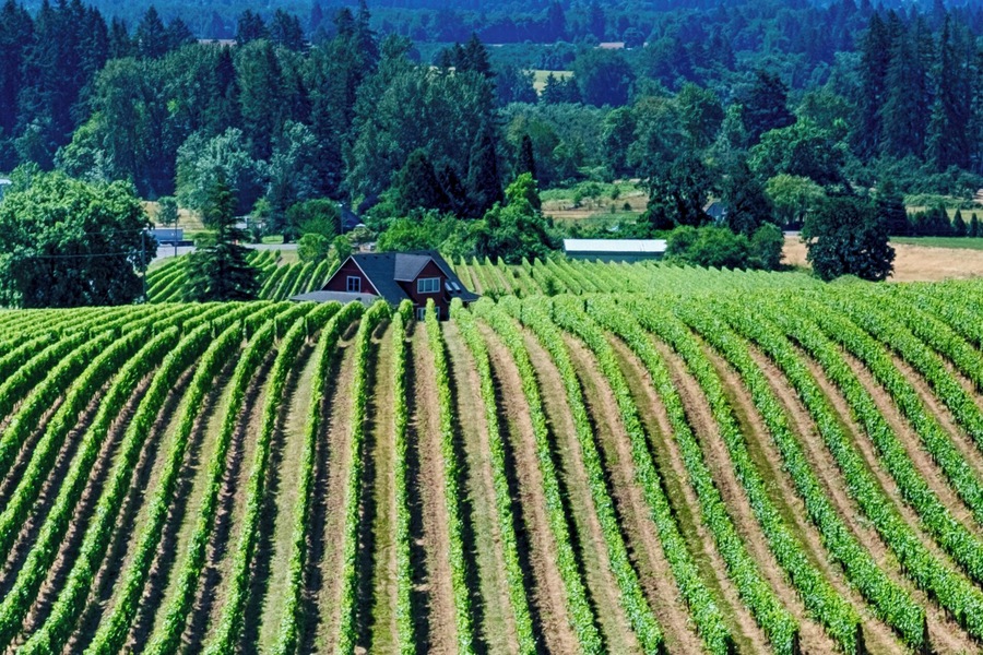 Wine tasting @Sokol Blosser winery, Oregon
#sokolblosser #oregon #vineyardvines #vineyards #dundeehills #pacificnorthwest
#lifeatexpedia