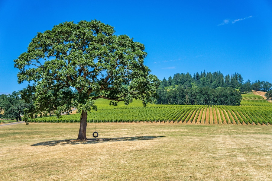 Stoller estate, Dayton, Willemette Valley, Oregon, USA