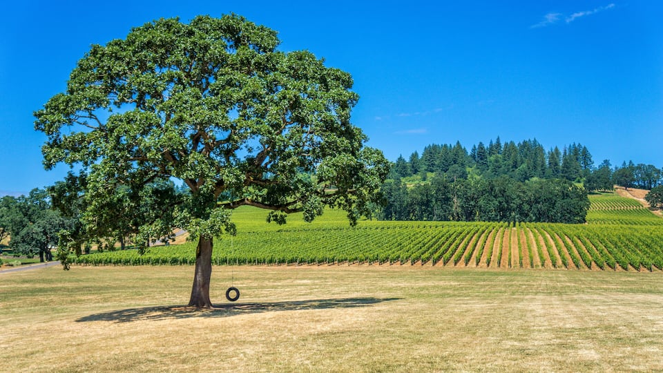 A large tree in a field with a vineyard in the background.
