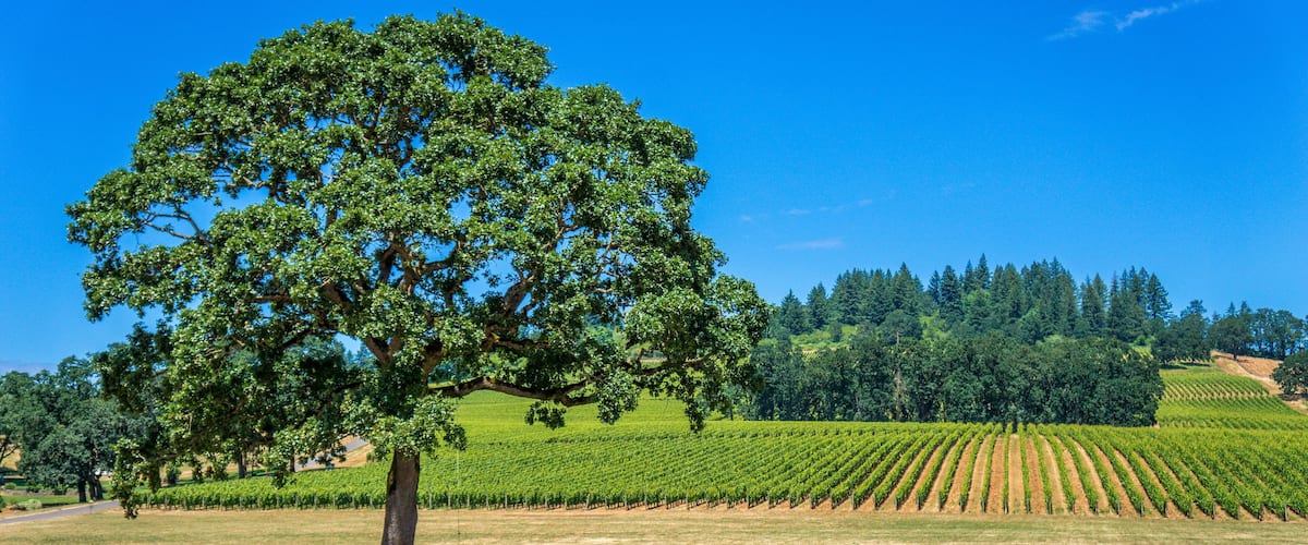 Stoller estate, Dayton, Willemette Valley, Oregon, USA