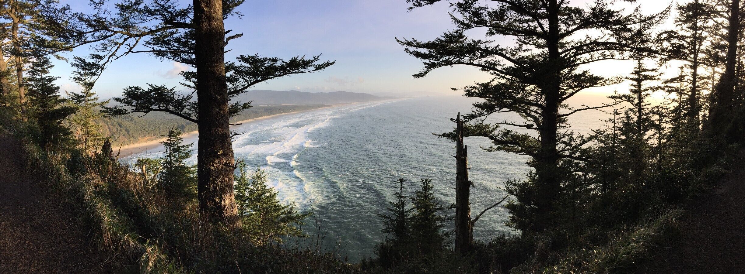 A coastal forest with a view of the ocean and distant mountains.