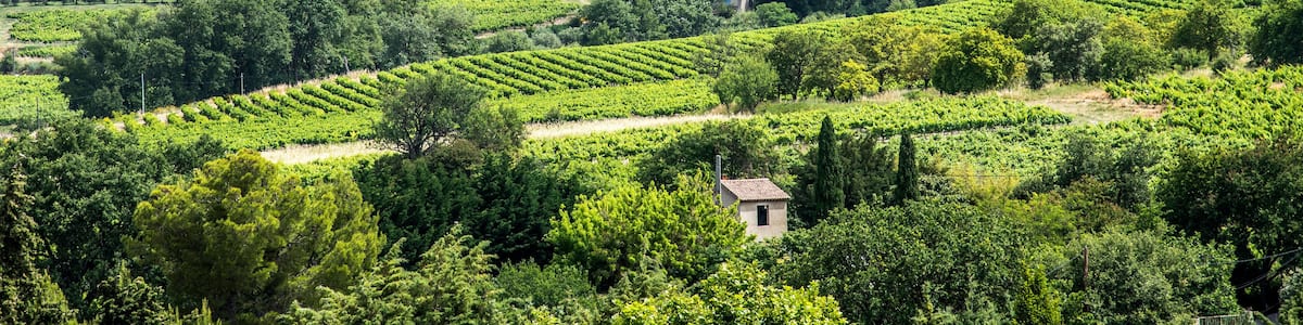 France, Vaucluse, Enclave des Papes, Visan, Cotes-du-Rhone Village AOC vineyard