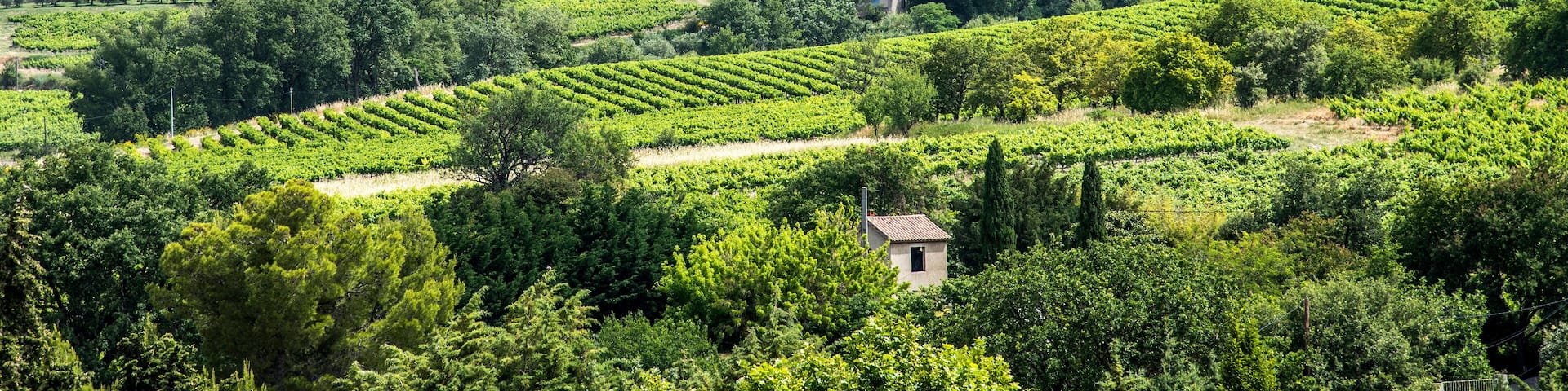France, Vaucluse, Enclave des Papes, Visan, Cotes-du-Rhone Village AOC vineyard