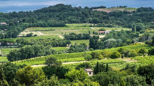 France, Vaucluse, Enclave des Papes, Visan, Cotes-du-Rhone Village AOC vineyard