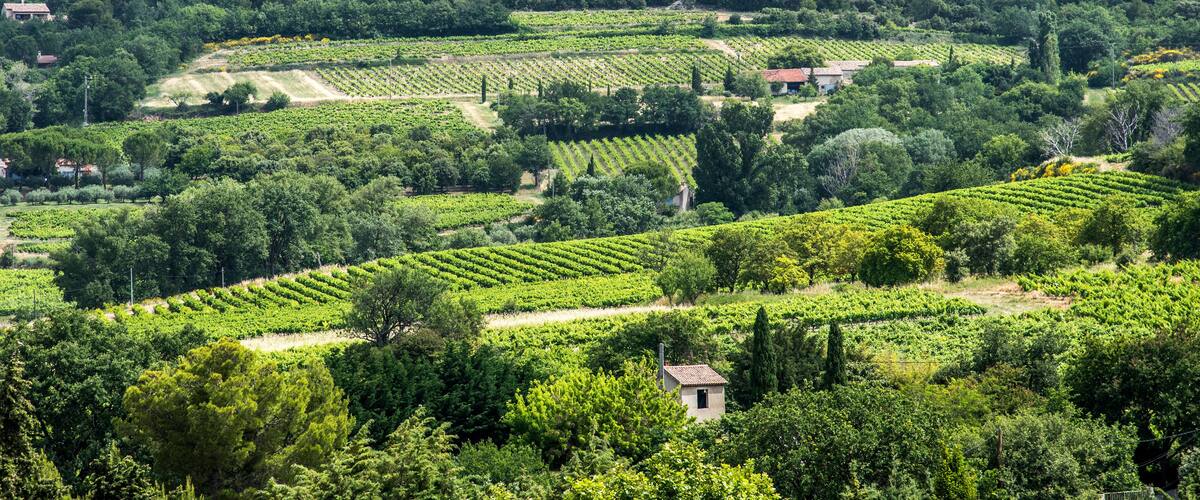 A vineyard landscape with rows of grapevines and a small building.