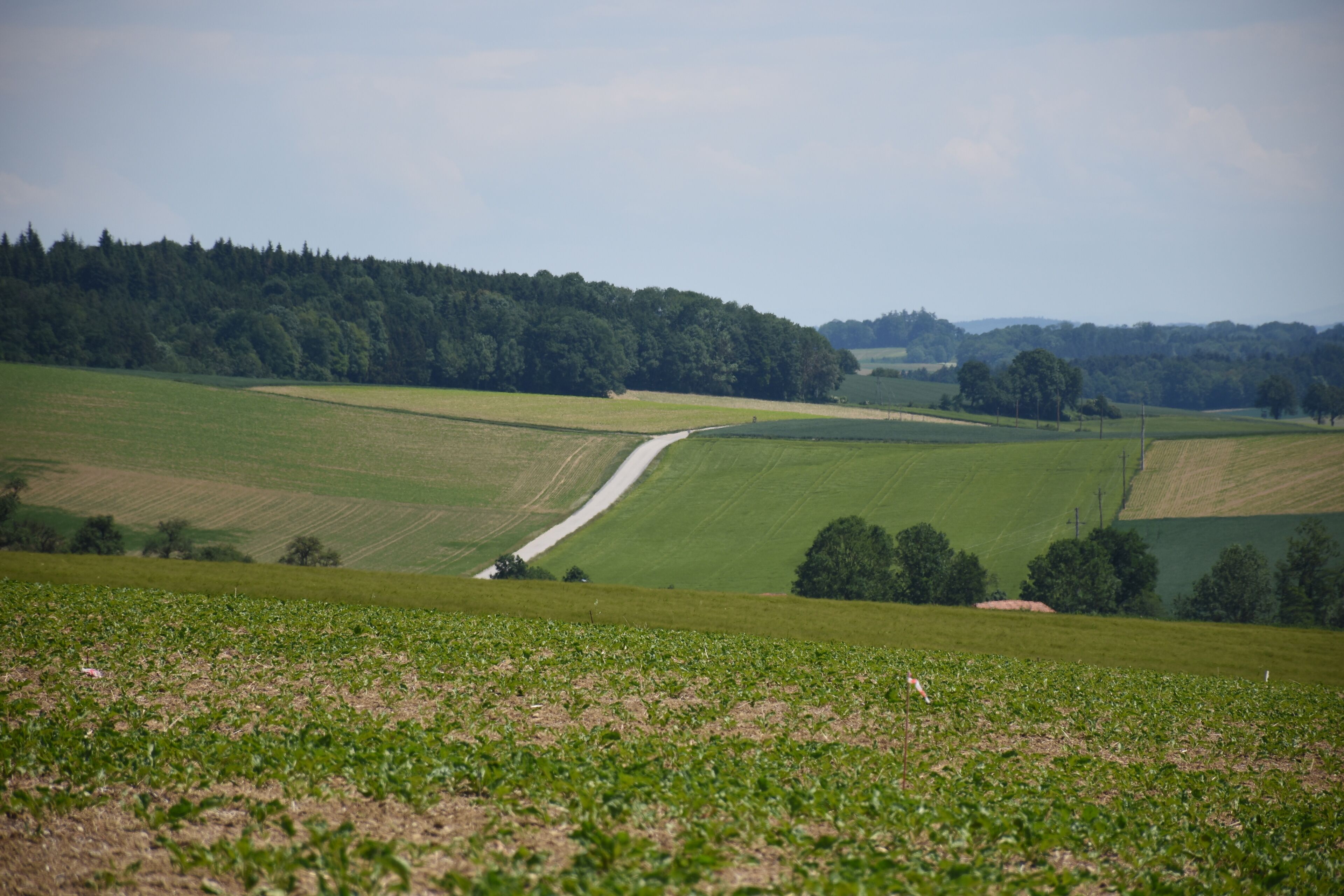 A rural landscape with a winding road, green fields, and a forested hill in the background.
