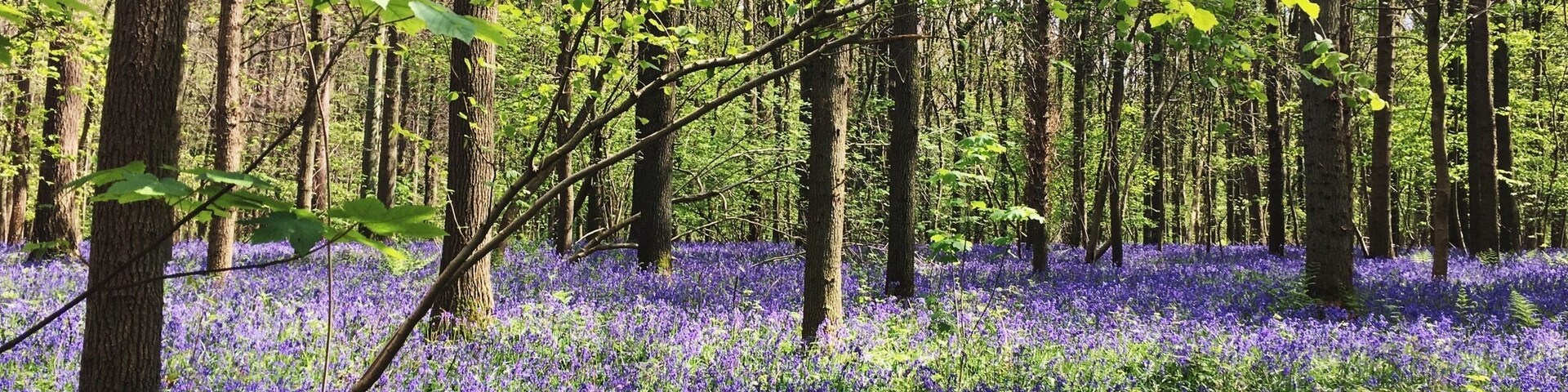 Hallerbos - The Blue Forest' - is situated in Belgium. Every year the forest turns into a magical place, thanks to a beautiful carpet of bluebells which start to bloom around mid-April. Absolutely worth visiting!