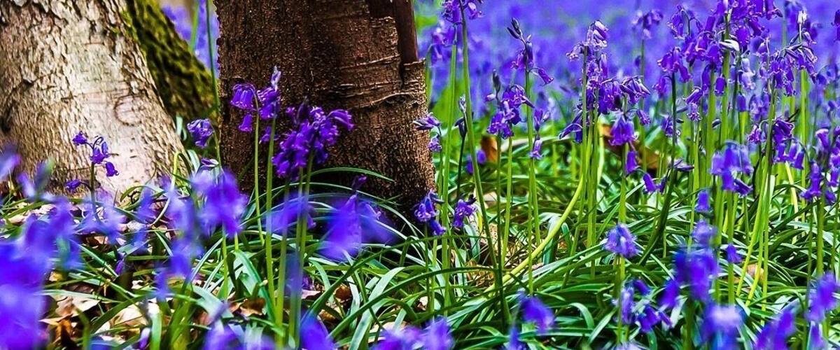 Hallerbos – ‘The Blue Forest’ – is the most important and most extensive forest area between Zenne and Zoniën. The forest is a crowd favourite thanks to the beautiful purple carpet of bluebells, which bloom around mid-April. The giant Sequoia trees also make a visit to this forest more than worth it.