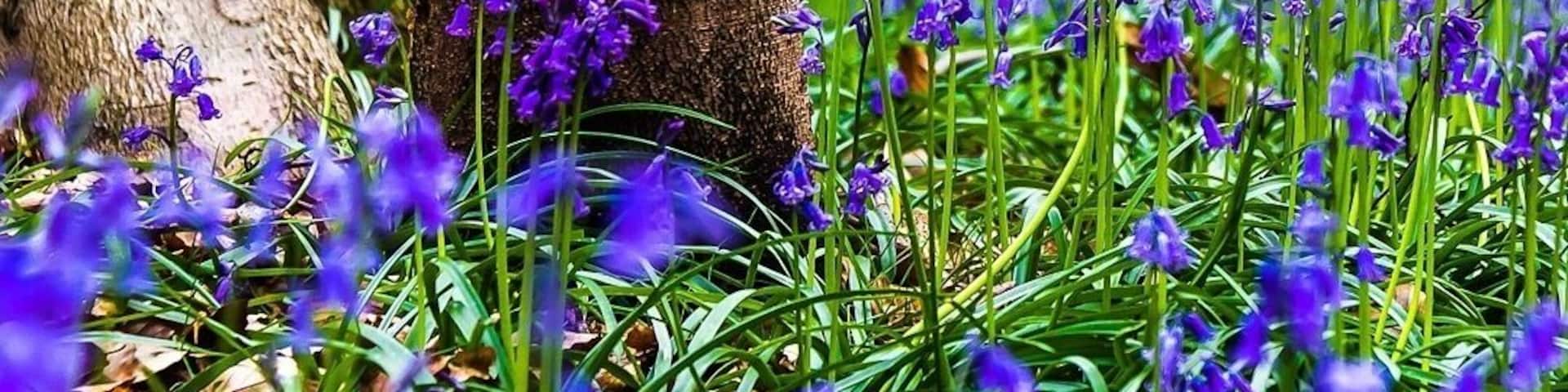 Hallerbos – ‘The Blue Forest’ – is the most important and most extensive forest area between Zenne and Zoniën. The forest is a crowd favourite thanks to the beautiful purple carpet of bluebells, which bloom around mid-April. The giant Sequoia trees also make a visit to this forest more than worth it.