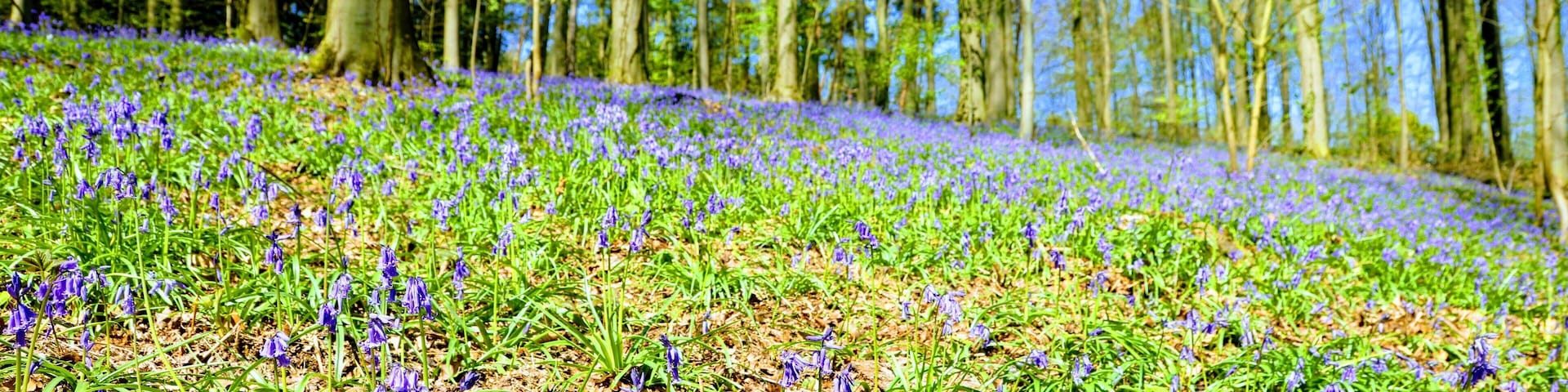Good morning all, hope everyone had a great Memorial day weekend.
This picture is from Belgium when we took a trip to a forest that is fairly famous because of all the bluebells that bloom. Hallerbos was pretty but I do not think it had reached its prime yet this year because thought beautiful was not the explosion you often see int he pictures. However it was a fun excursion out there and a nice walk in the woods.