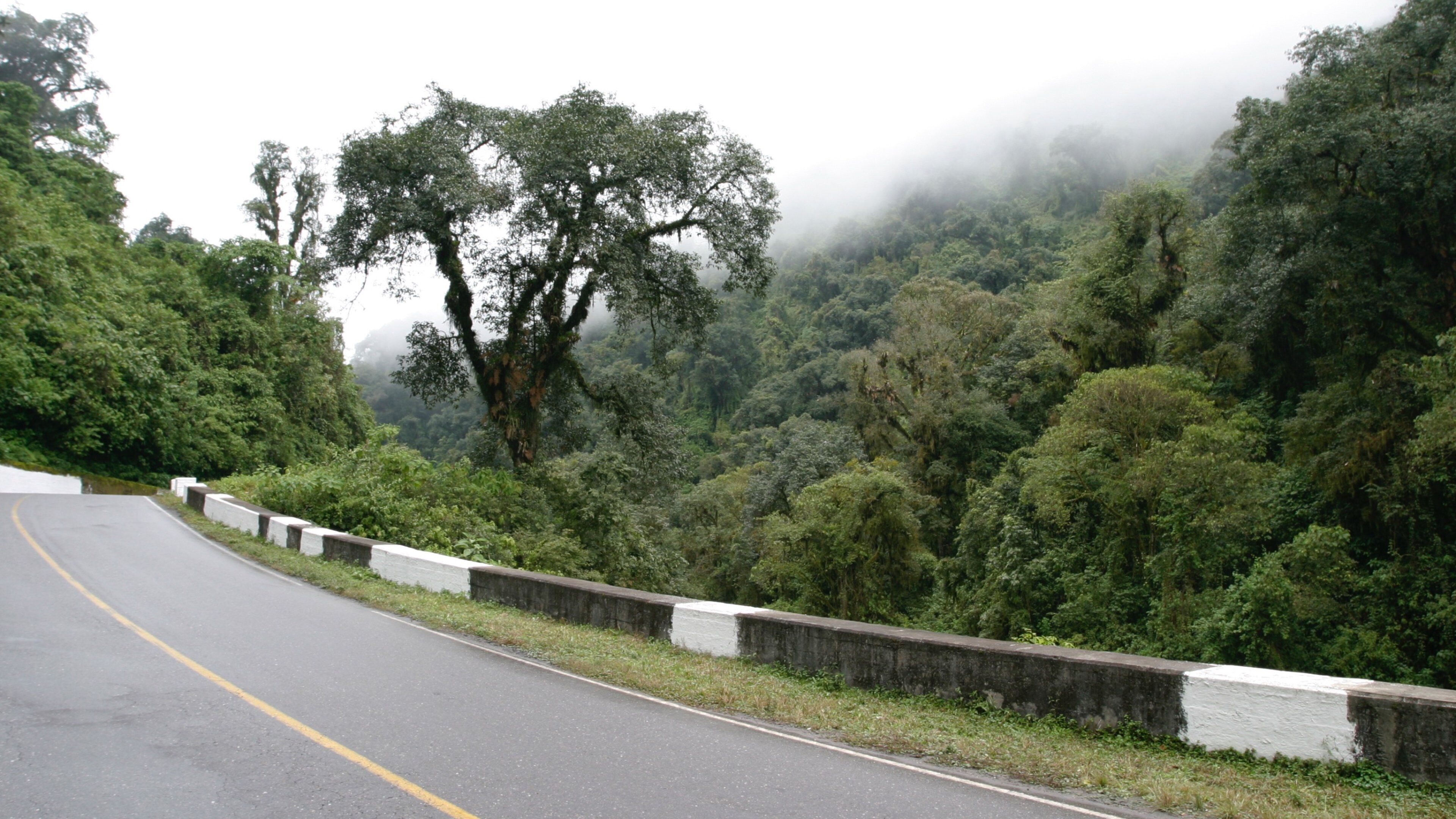 A winding road through a dense forest with a misty atmosphere.