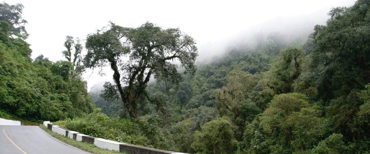 A winding road through a dense forest with a misty atmosphere.