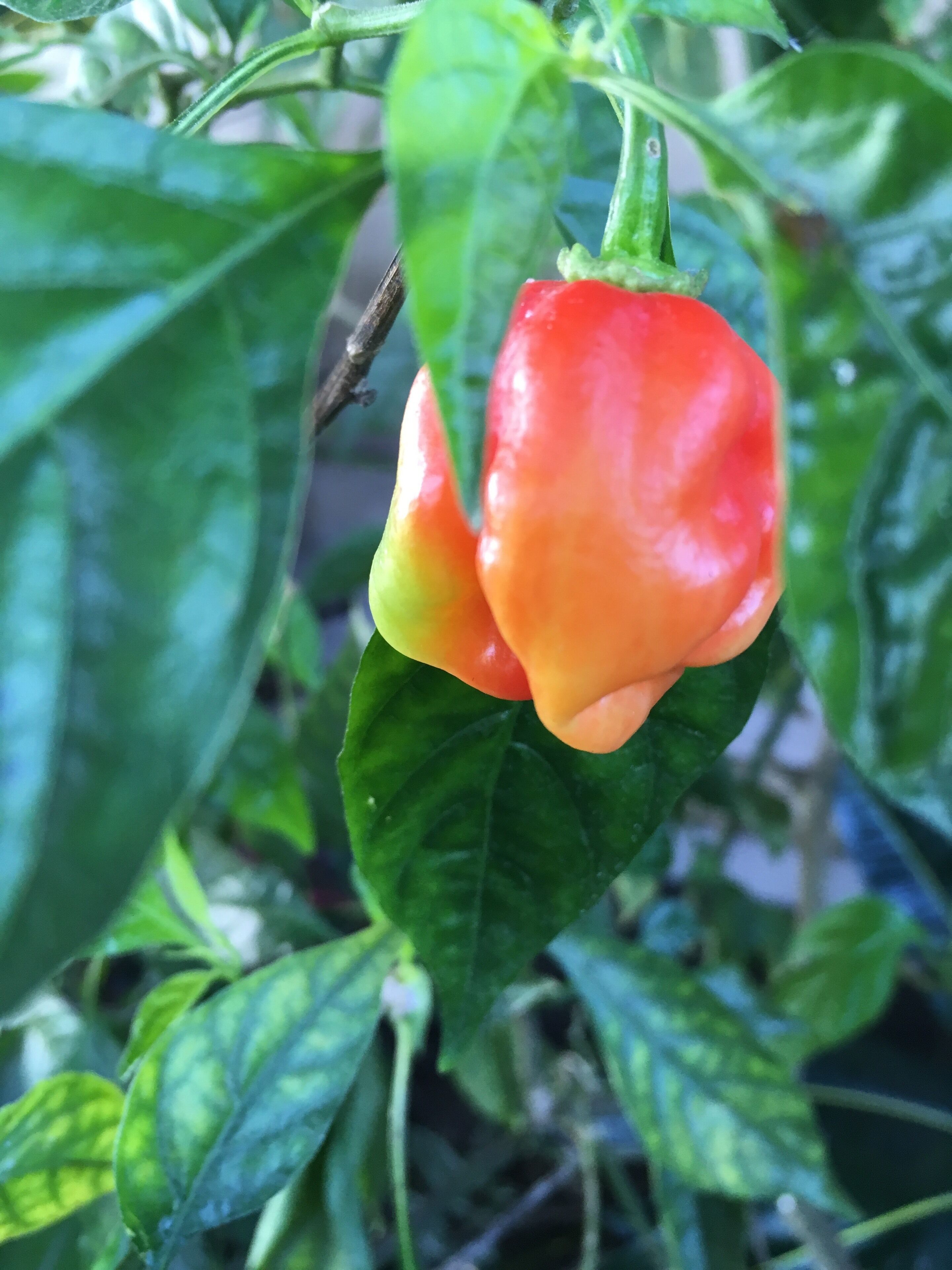 A red and orange pepper plant with green leaves.