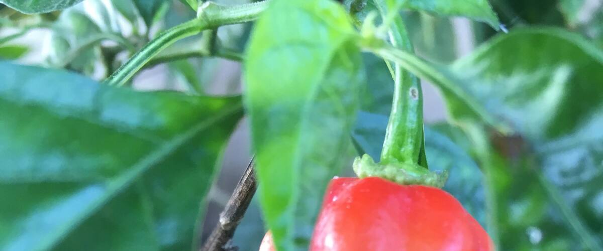 A red and orange pepper plant with green leaves.