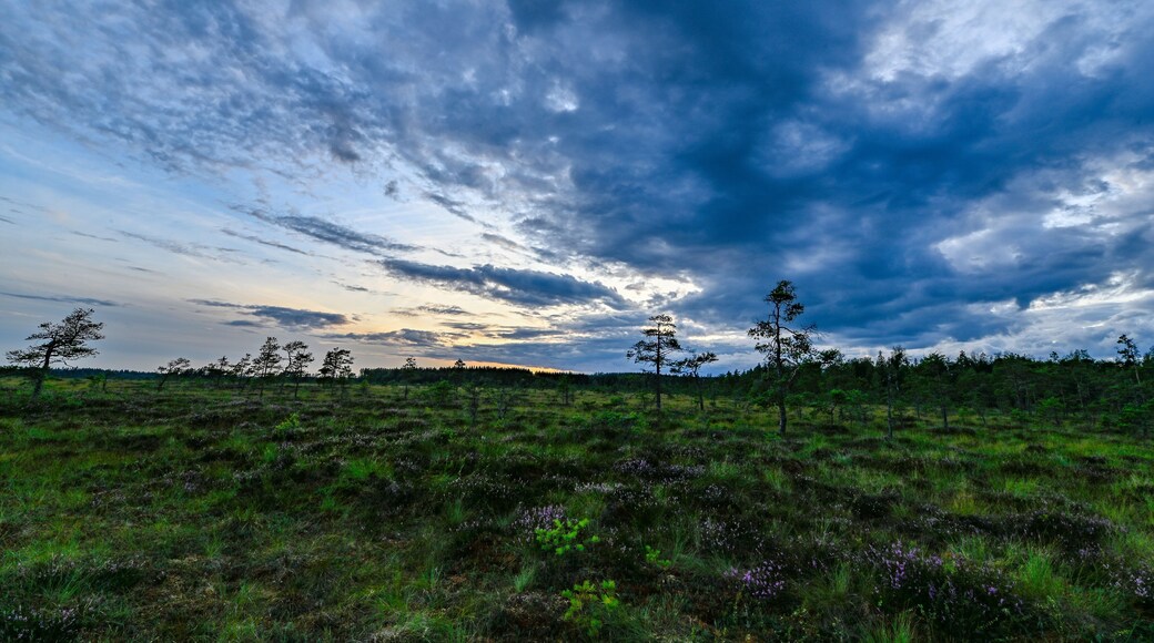 dusk over a big bog near Storfors Sweden