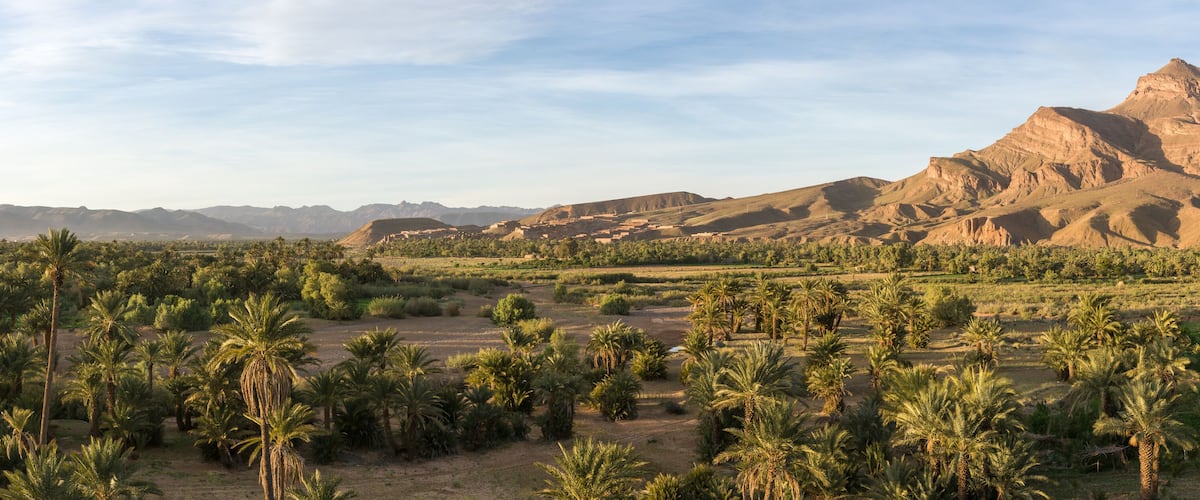 A desert landscape with palm trees and a mountain range.