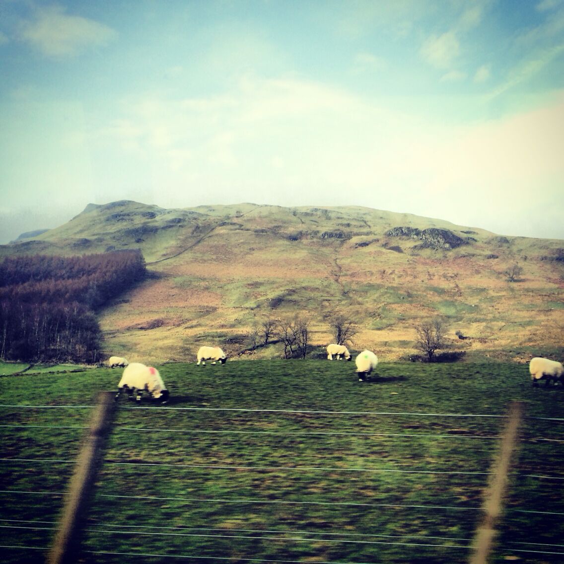 Scotish highlands & sheep of course!