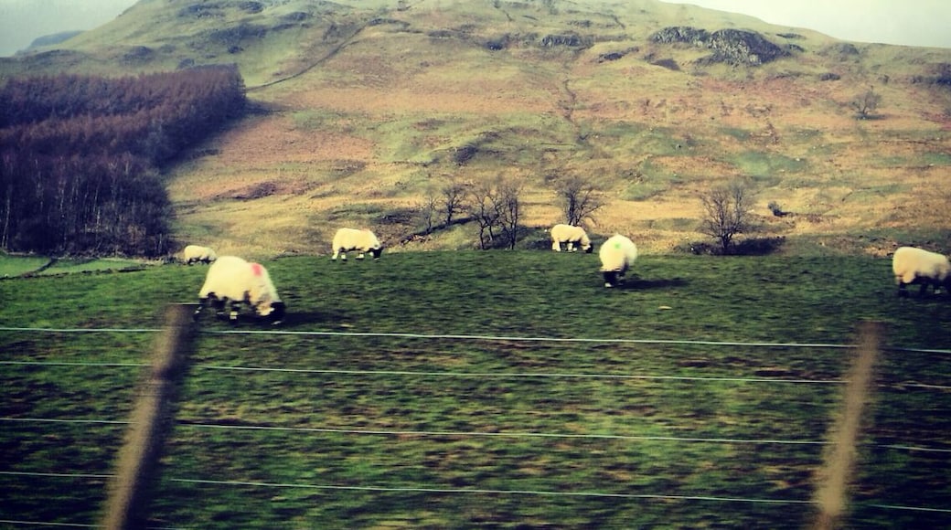 Scotish highlands & sheep of course!