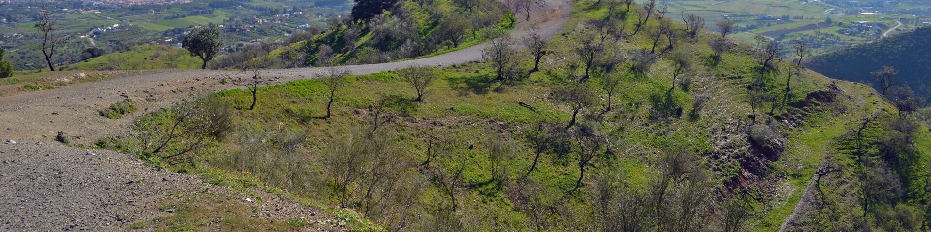 Almond Trees on Hill Andalucia Spain