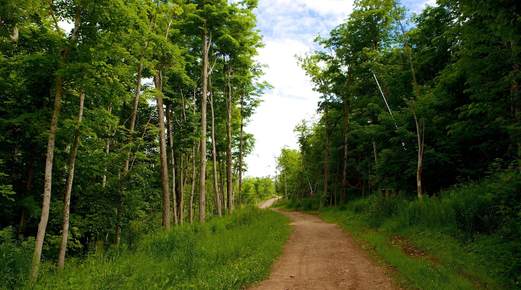 Blue Mountains featuring forest scenes