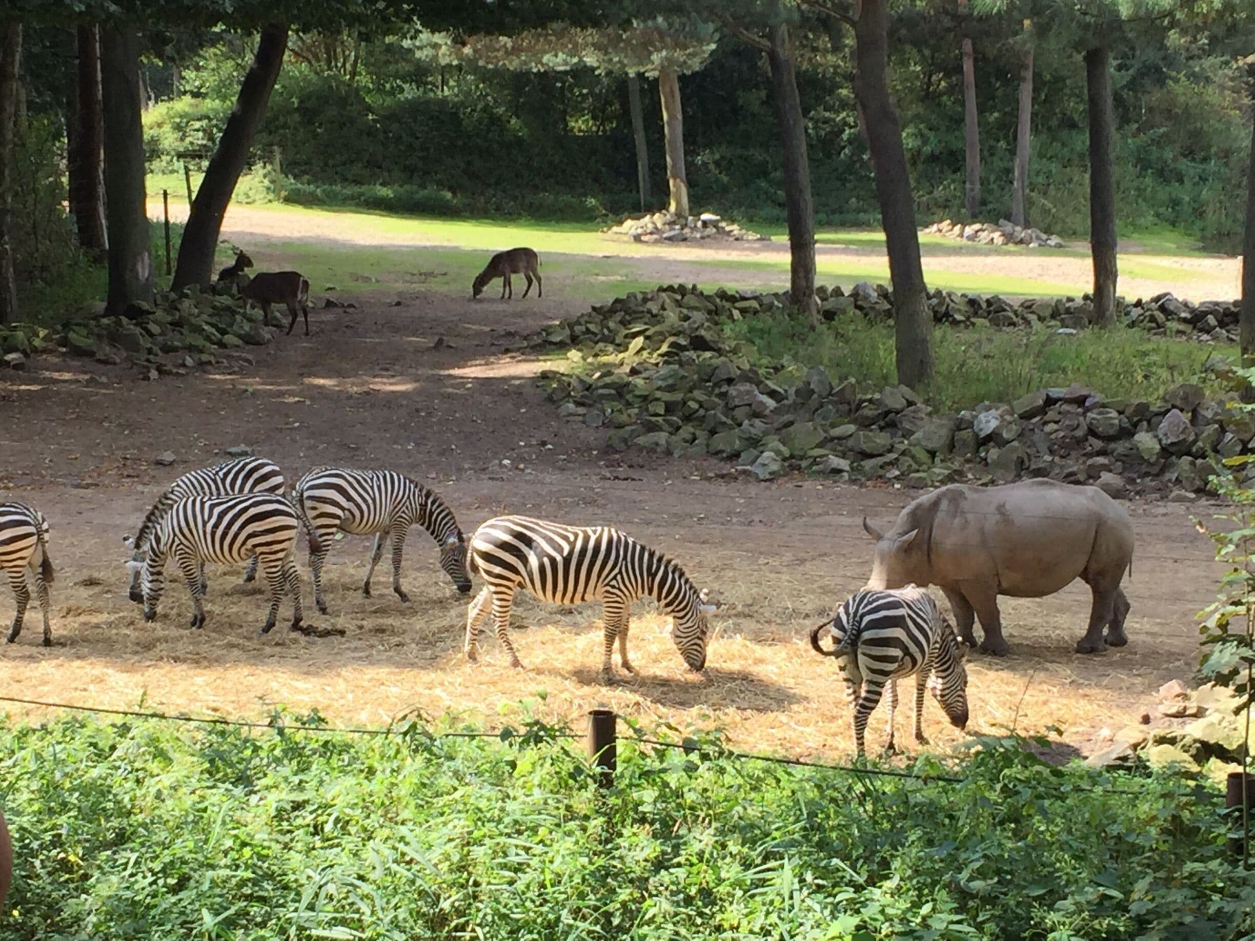 Burgers Zoo 🇳🇱