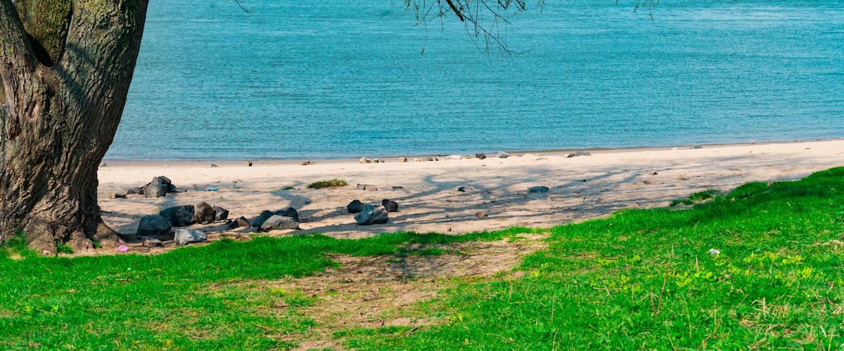A beach with a large tree, clear blue water, and scattered rocks.