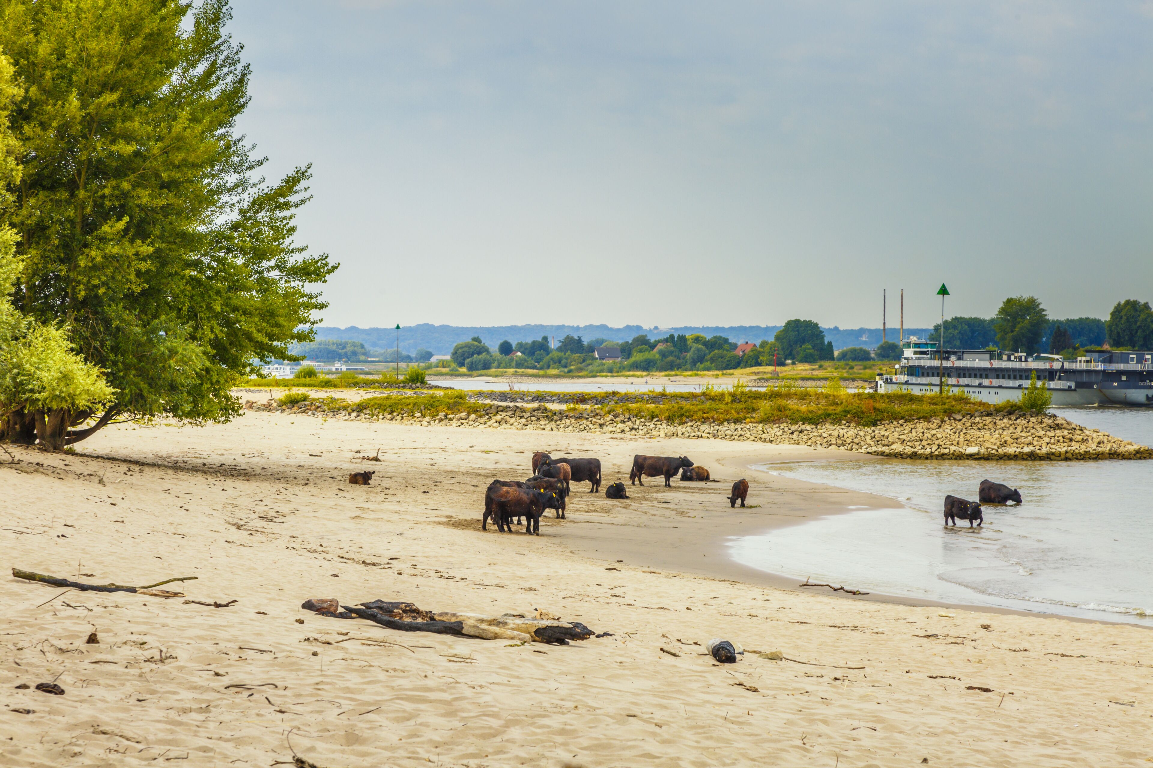 Landscape of summery riverside bank along river Waal at Millingerwaard with a herd of Galloway cattle on the river beach and large old willow trees with naked roots by washing away sand