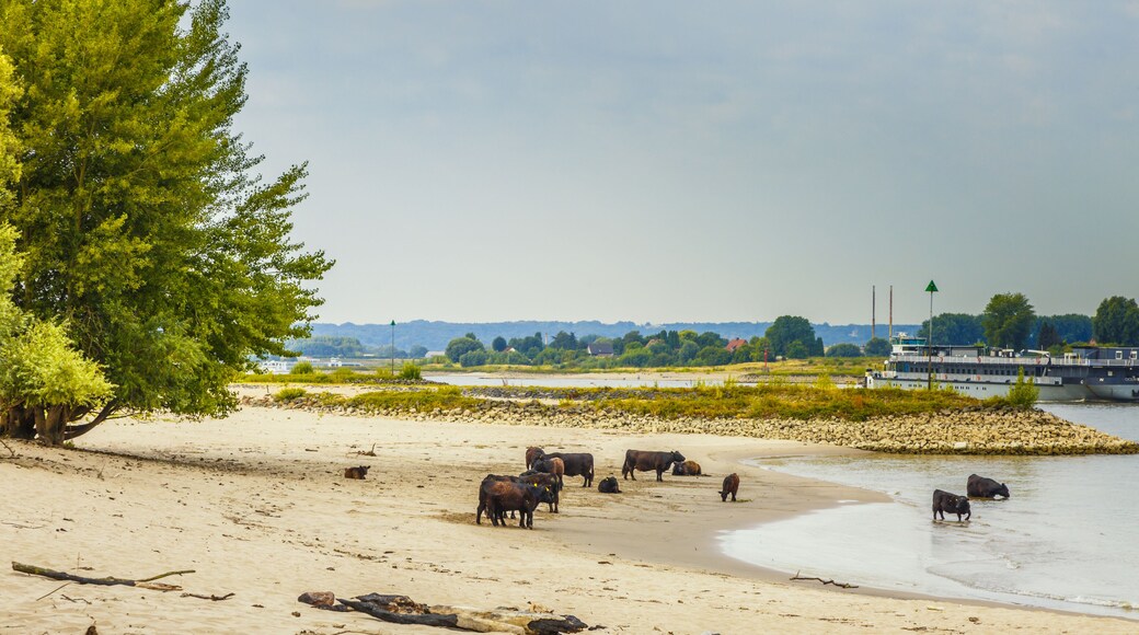 Landscape of summery riverside bank along river Waal at Millingerwaard with a herd of Galloway cattle on the river beach and large old willow trees with naked roots by washing away sand