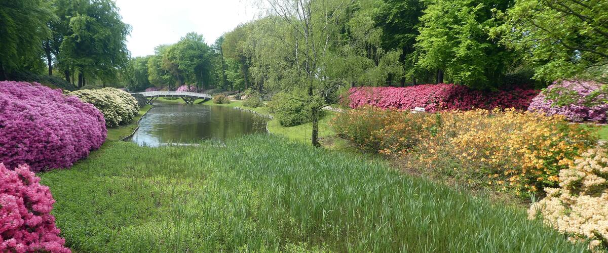 Um jardim tranquilo com lago, vegetação exuberante e arbustos floridos vibrantes.