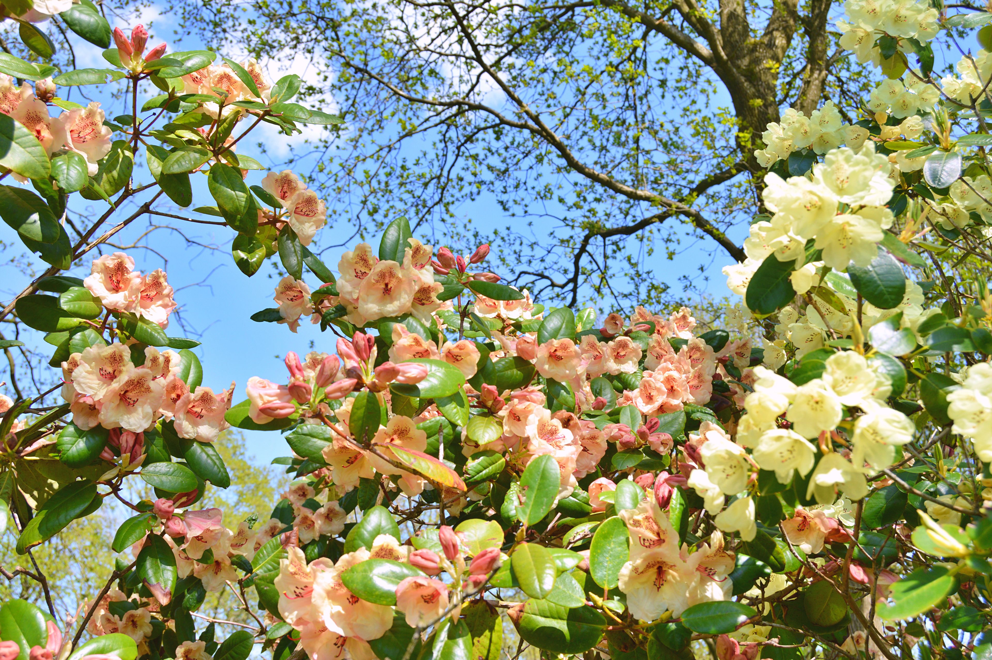 A dense cluster of pink and white rhododendron flowers against a clear blue sky.