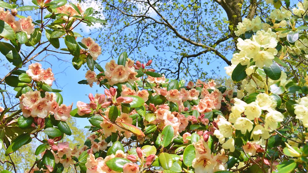 En tæt klynge af lyserøde og hvide rhododendronblomster mod en klar blå himmel.