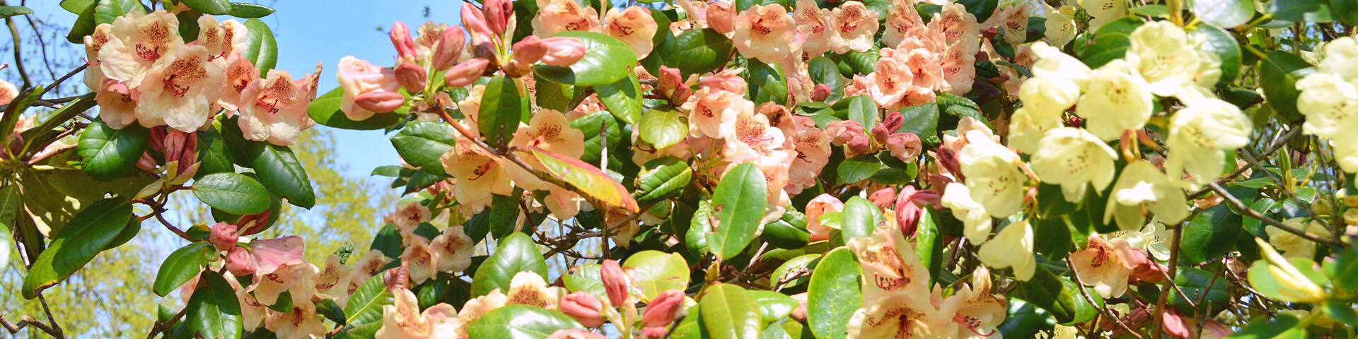 A dense cluster of pink and white rhododendron flowers against a clear blue sky.