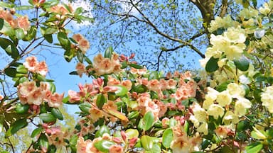Un denso racimo de flores de rododendro rosadas y blancas contra un cielo azul despejado.