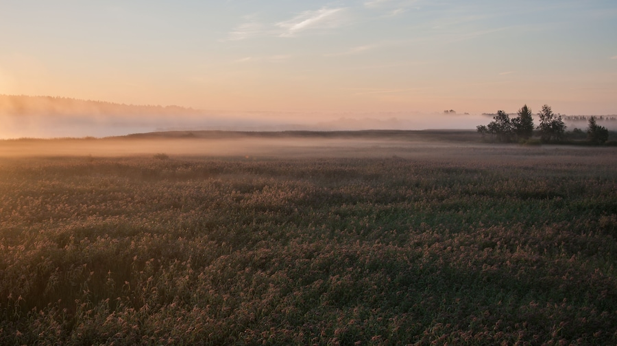 Early morning fog in the reeds of Kokemäenjoki river delta in Pori, Finland