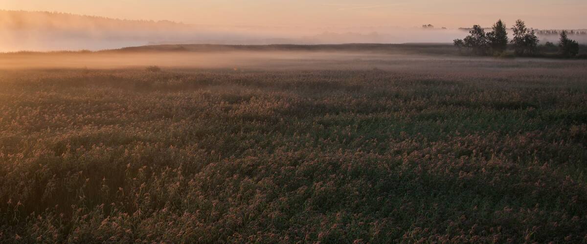 A foggy field with trees in the distance during sunrise.