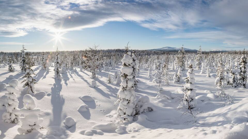 A snowy landscape with numerous snow-covered trees and a mountain in the background.