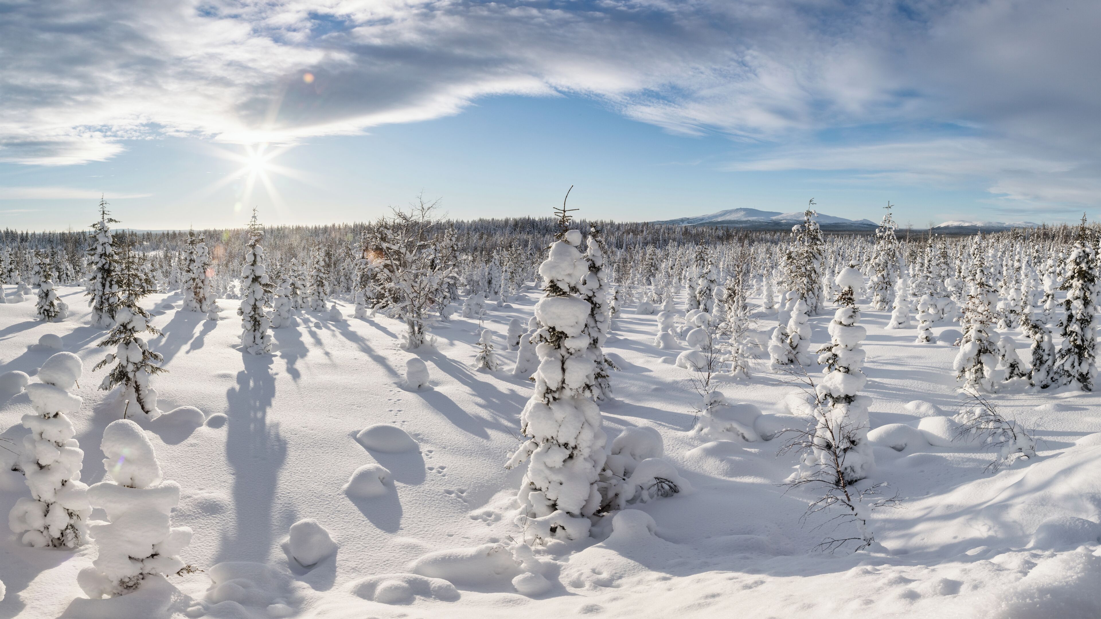 A snowy landscape with numerous snow-covered trees and a mountain in the background.