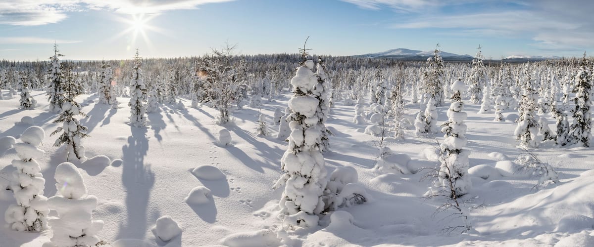 A snowy landscape with numerous snow-covered trees and a mountain in the background.