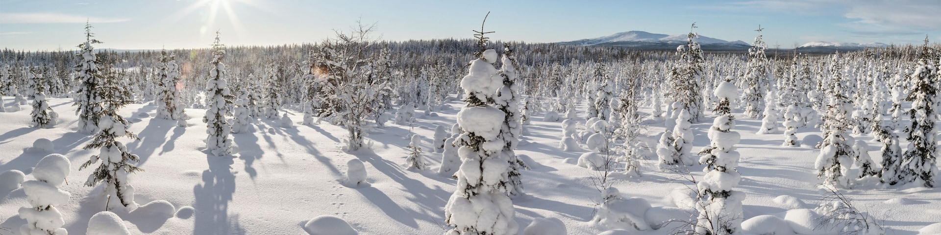 A snowy landscape with numerous snow-covered trees and a mountain in the background.