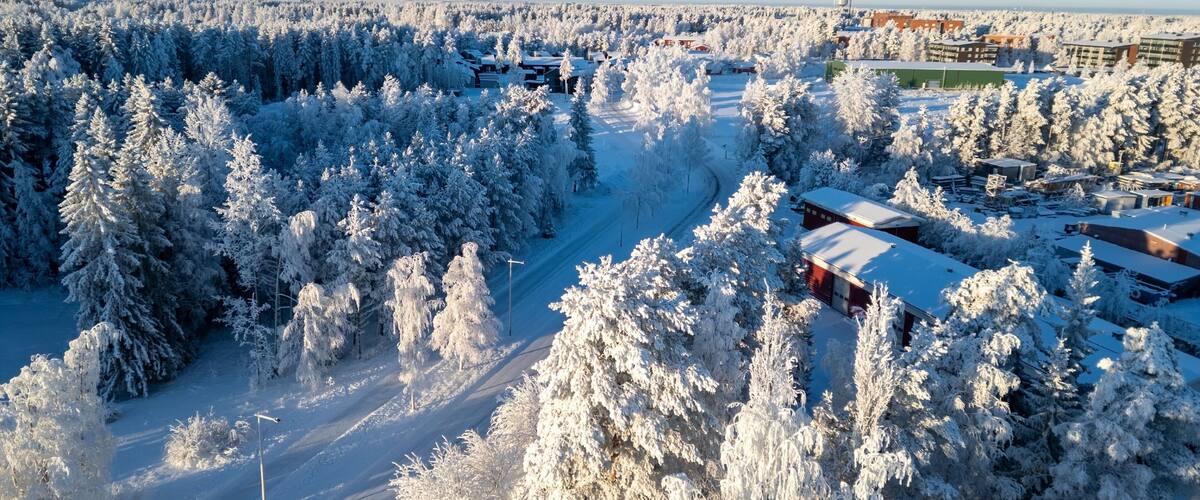 A snowy landscape with dense evergreen trees and buildings in the background.