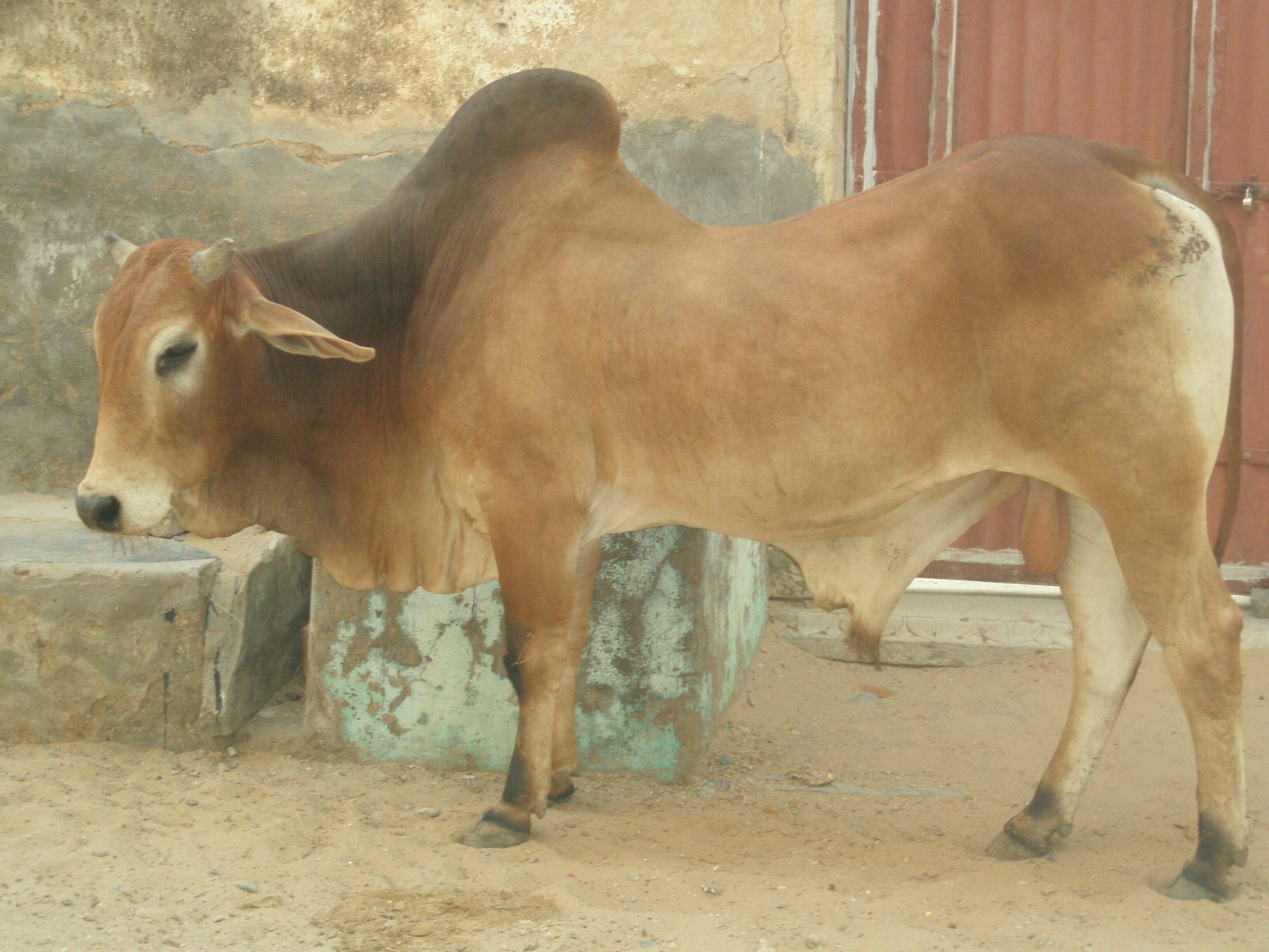 Cows roam the streets of Mandawa, Rajasthan