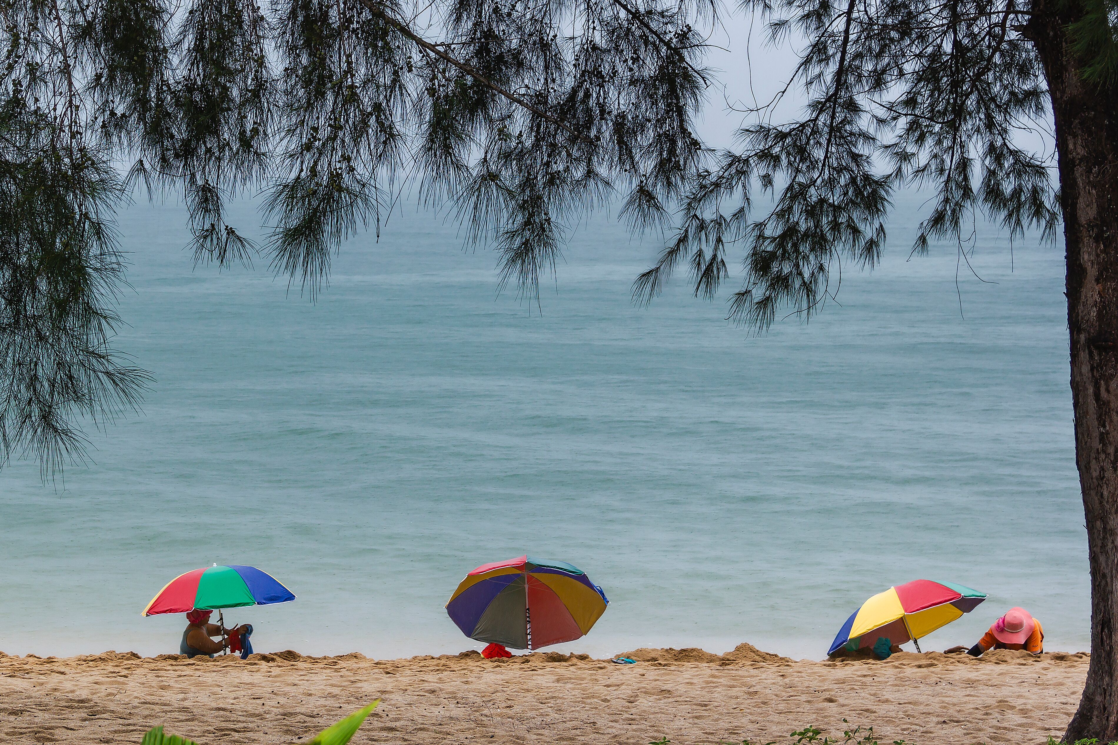 A beach with three colorful umbrellas and a tree in the foreground.