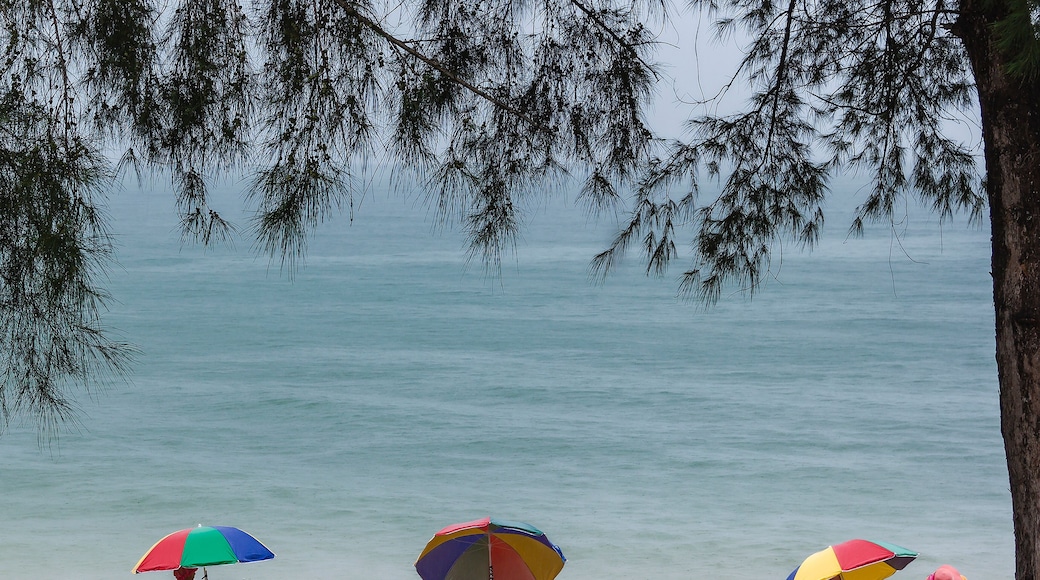 Ein Strand mit drei bunten Sonnenschirmen und einem Baum im Vordergrund.