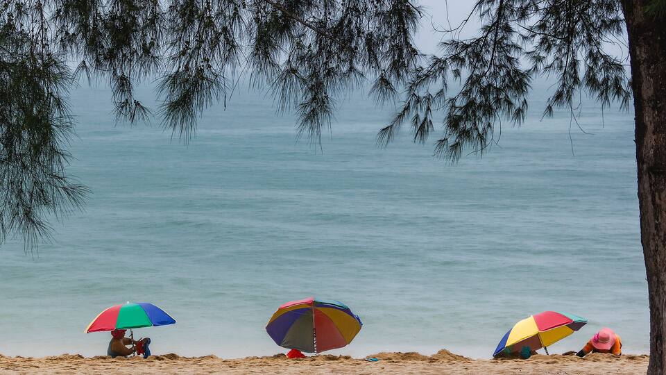 A beach with three colorful umbrellas and a tree in the foreground.